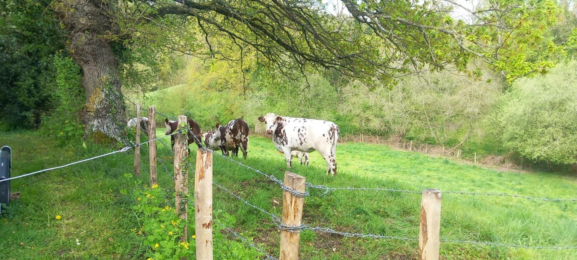 Gite De Fourneaux Pont-d'Ouilly Eksteriør billede